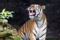 The Siberian tiger Panthera tigris tigris, also Amur tiger Panthera tigris altaica portrait on a dark background. Beautiful Royalty Free Stock Photo