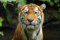 The Siberian tiger Panthera tigris tigris, also called the Amur tiger Panthera tigris altaica portrait on a dark background. Royalty Free Stock Photo