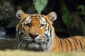 The Siberian tiger Panthera tigris tigris, also called the Amur tiger Panthera tigris altaica portrait on a dark background. Royalty Free Stock Photo