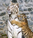 The Siberian tiger Panthera tigris tigris also called Amur tiger Panthera tigris altaica in the ZOO Royalty Free Stock Photo