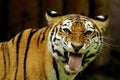 Siberian Tiger ( Panthera tigris altaica ) Royalty Free Stock Photo