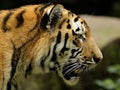 Siberian Tiger ( Panthera tigris altaica ) Royalty Free Stock Photo