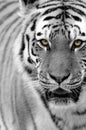 Siberian Tiger ( Panthera tigris altaica ) Royalty Free Stock Photo