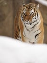 Siberian Tiger ( Panthera tigris altaica ) Royalty Free Stock Photo