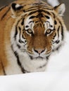 Siberian Tiger ( Panthera tigris altaica ) Royalty Free Stock Photo