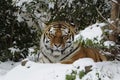 Siberian Tiger ( Panthera tigris altaica ) Royalty Free Stock Photo