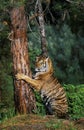 Siberian Tiger, panthera tigris altaica, Adult Clawing Tree