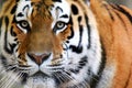 Siberian tiger Panthera tigris altaica Royalty Free Stock Photo