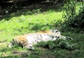 The Siberian tiger, Panthera tigris altaica, also called Amur Tiger or Ussuri Tiger, is a subspecies of the tiger and the largest Royalty Free Stock Photo