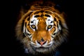 Siberian tiger, Panthera tigris altaica, also known as the Amur tiger Royalty Free Stock Photo
