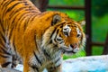 Siberian tiger, Panthera tigris altaica, also known as the Amur tiger Royalty Free Stock Photo