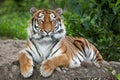 Siberian tiger Panthera tigris altaica Royalty Free Stock Photo