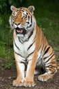 Siberian tiger Panthera tigris altaica Royalty Free Stock Photo