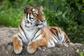 Siberian tiger Panthera tigris altaica Royalty Free Stock Photo