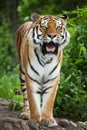 Siberian tiger Panthera tigris altaica Royalty Free Stock Photo