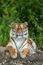 Siberian tiger Panthera tigris altaica Royalty Free Stock Photo