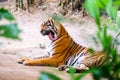 Siberian tiger Panthera tigris altaica also known as the Amur Royalty Free Stock Photo