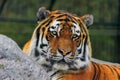 Siberian tiger Panthera tigris altaica , also known as the Amur tiger.. Royalty Free Stock Photo