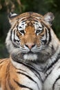 Siberian tiger (Panthera tigris altaica) Royalty Free Stock Photo