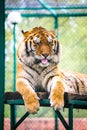 Siberian tiger Panthera tigris altaica-Amur tiger Royalty Free Stock Photo