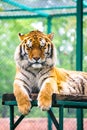 Siberian tiger Panthera tigris altaica-Amur tiger Royalty Free Stock Photo