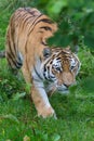 Siberian Tiger (Panthera tigris altaica) or Amur Tiger Royalty Free Stock Photo