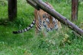 Siberian Tiger (Panthera tigris altaica) or Amur Tiger Royalty Free Stock Photo