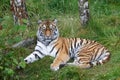 Siberian Tiger (Panthera tigris altaica) or Amur Tiger Royalty Free Stock Photo