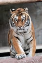 Siberian tiger (Panthera tigris altaica) approaching Royalty Free Stock Photo