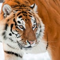 The Siberian tiger Panthera tigris altaica Royalty Free Stock Photo