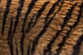 Siberian Tiger, panthera tigris altaica, Close up of Skin Royalty Free Stock Photo