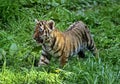 TIGRE DE SIBERIE panthera tigris altaica