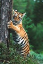 Siberian tiger (Panthera tigris altaica) detail portrait Royalty Free Stock Photo