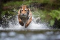 Siberian tiger, Panthera tigris altaica, low angle photo in direct view, running in the water directly at camera with water