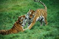 Siberian Tiger, panthera tigris altaica, Male and Female Royalty Free Stock Photo