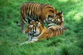 Siberian Tiger, panthera tigris altaica, Male and Female Royalty Free Stock Photo