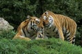 Siberian Tiger, panthera tigris altaica, Pair Royalty Free Stock Photo