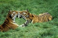 SIBERIAN TIGER panthera tigris altaica, PAIR PLAYING ON GRASS Royalty Free Stock Photo