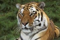 SIBERIAN TIGER panthera tigris altaica, PORTRAIT OF ADULT Royalty Free Stock Photo