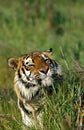 Siberian Tiger, panthera tigris altaica, Portrait of Adult Royalty Free Stock Photo