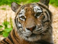 Siberian Tiger / Panthera tigris altaica portrait head and face