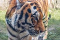 Siberian Tiger, Panthera tigris altaica. Portrait Royalty Free Stock Photo