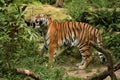 Siberian tiger, Panthera tigris altaica, posing directly in front of the photographer. Royalty Free Stock Photo