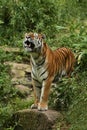 Siberian tiger, Panthera tigris altaica, posing directly in front of the photographer. Royalty Free Stock Photo