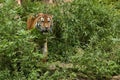 Siberian tiger, Panthera tigris altaica, posing directly in front of the photographer.