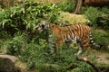 Siberian tiger, Panthera tigris altaica, posing directly in front of the photographer.