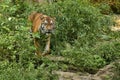 Siberian tiger, Panthera tigris altaica, posing directly in front of the photographer. Royalty Free Stock Photo