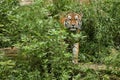 Siberian tiger, Panthera tigris altaica, posing directly in front of the photographer.