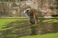 Siberian tiger, Panthera tigris altaica, posing directly in front of the photographer.