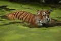 Siberian tiger, Panthera tigris altaica, posing directly in front of the photographer. Royalty Free Stock Photo